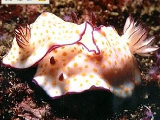 Photo: G. T. Smith; See note in Sea Slug Forum